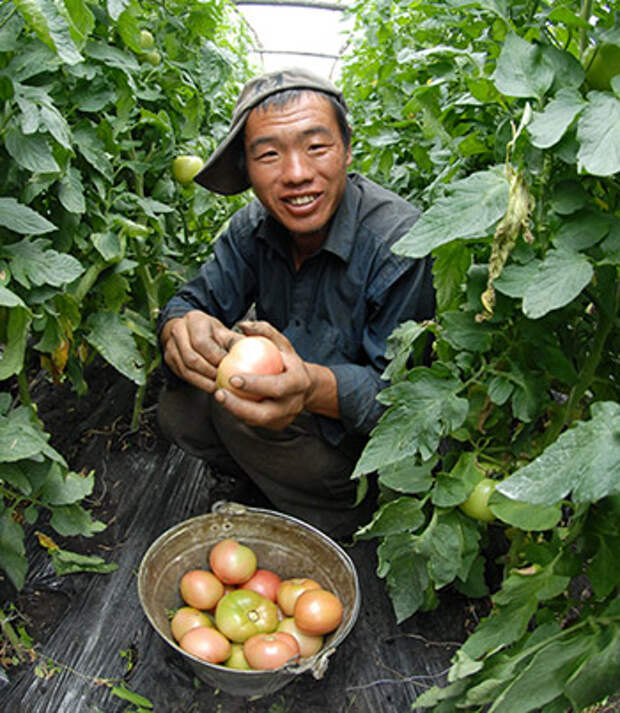 Китайский овощевод: «Скажите спасибо, что мы вас кормим». Но сами это не едим...