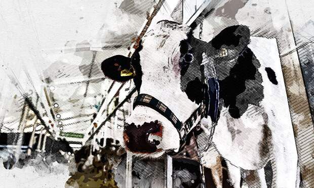 Стали известны подробности исчезновения коров в племхозяйстве Орловской области