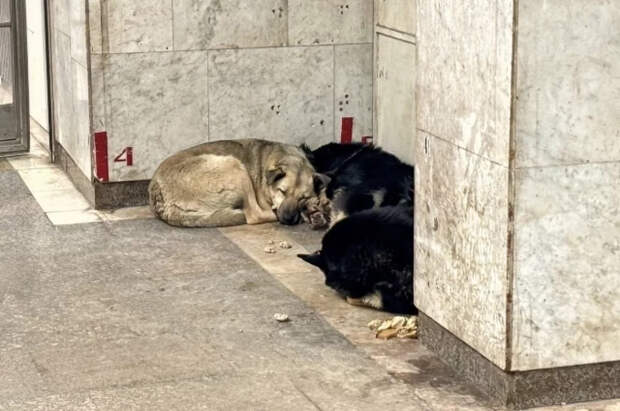 Священник Сеньчуков ответил, есть ли душа у животных