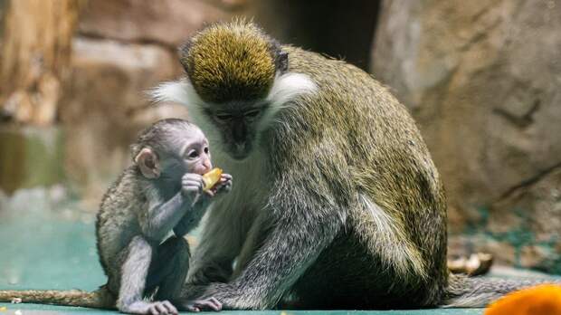 Зоопарк объявил конкурс на лучшее имя для детеныша зеленых мартышек