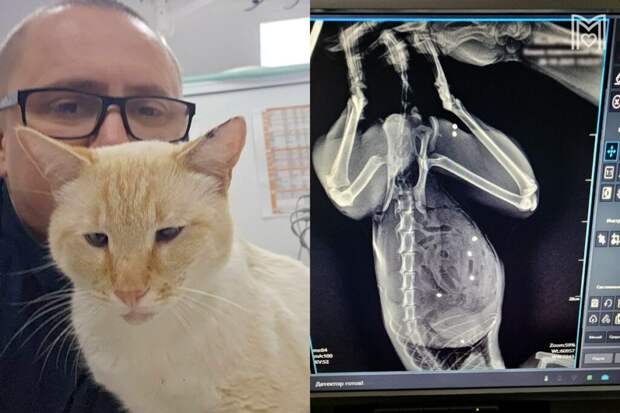 Кота с множественными пулевыми ранениями спасли в Зеленограде