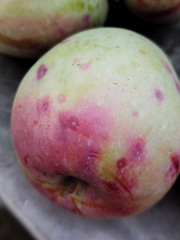 Калифорнийская Щитовка-опаснейший вредитель плодовых