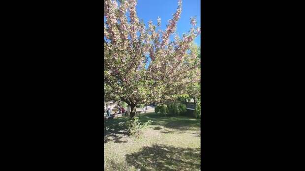 Video: VivaCut_video_1746277312559_HD.mp4