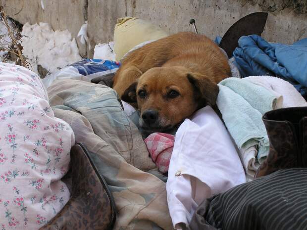 Живодёры в Солнечногорске замотали собаку в колючую проволоку и сломали ей хребет