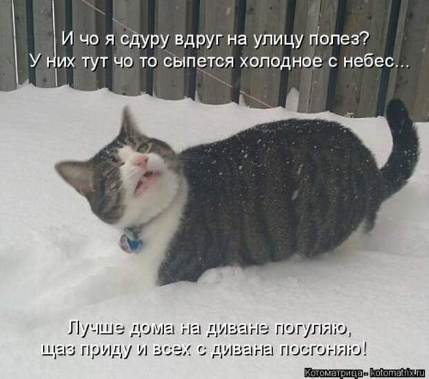 Лучшая котоматрица недели