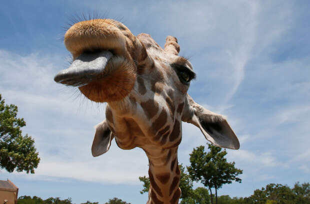 Как вы думаете, как длины язык у жирафов? животные, заповедник, зоопарк, прикол, фото, юмор