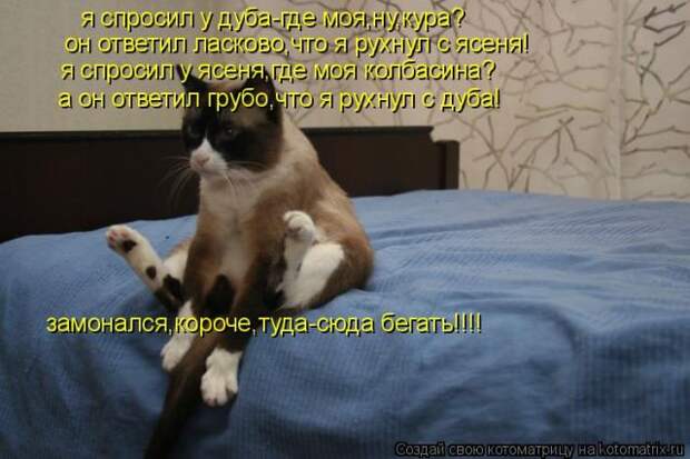 Лучшие котоматрицы недели (50 фото)