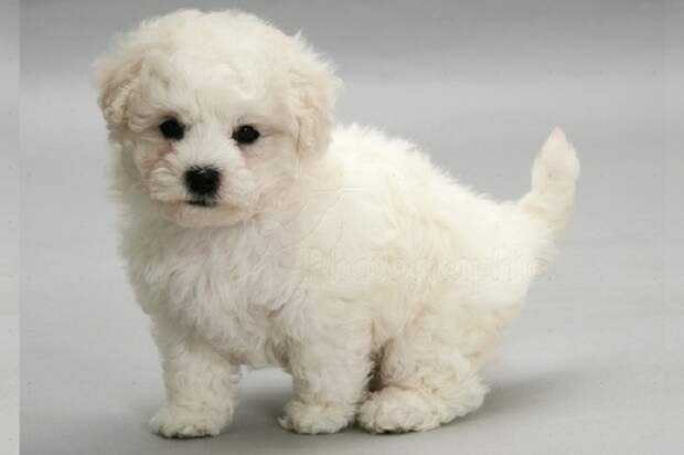 Удивительно ласковая, маленькая собака, которая просто рождена для того, чтобы быть верным спутником человека. Удивительно ласковая, маленькая собака, которая просто рождена для того, чтобы быть верным спутником человека.