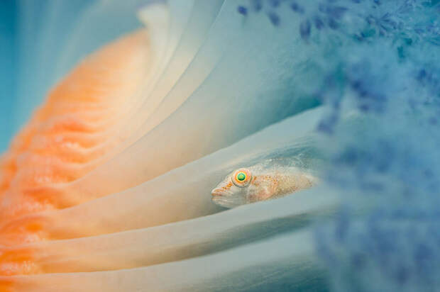 Нежнейшее фото Дженни Стромволл (Jenny Stromvoll) «Морские перья» Underwater Photographer of the Year, животные, под водой, фото