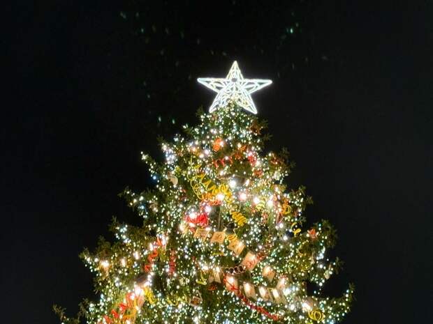 Защиту главной елки Петербурга пришлось усилить из‑за усиления ветра