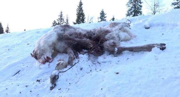 Северные олени в Норвегии гибнут от грузовых поездов