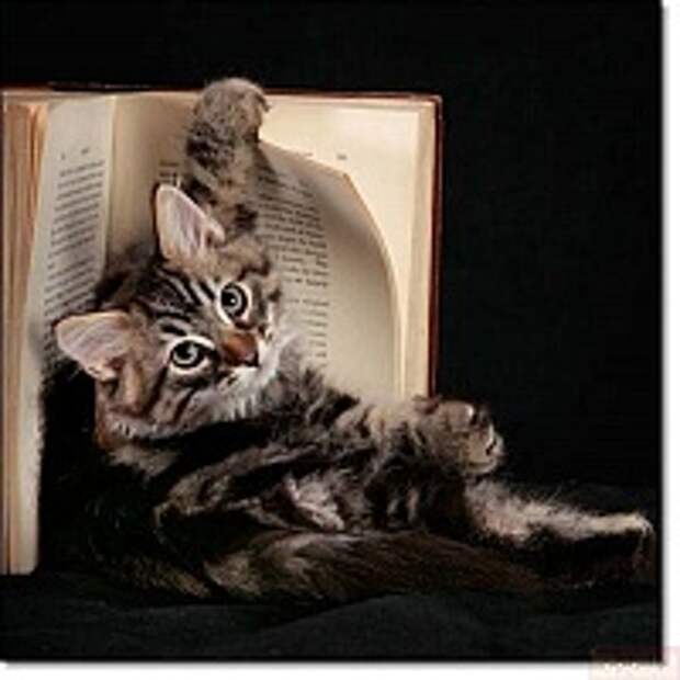 Кошки и Котята 126