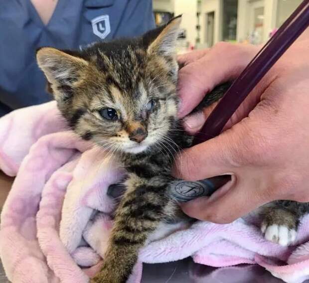 помощь котенку одноглазый котенок