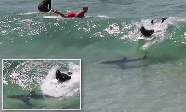 Шок: акулы атакуют серферов на пляжах Австралии! акулы, видео, несчастные случаи, опасности, серфинг