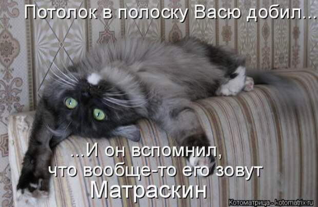 Свежая котоматрица на Бугаге (37 фото)