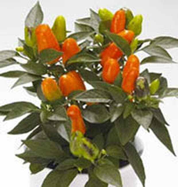 Capsicum Salsa Orange