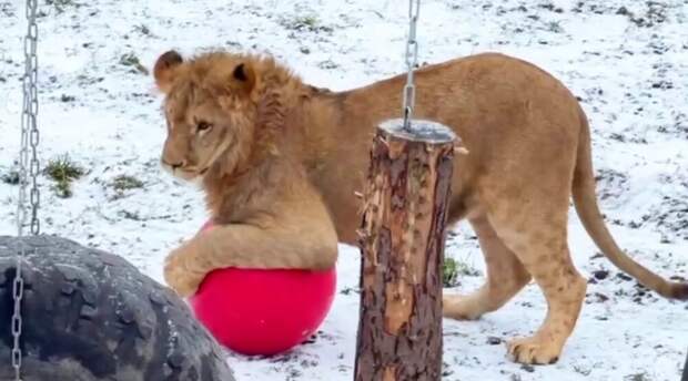 Львёнок играет с мячом