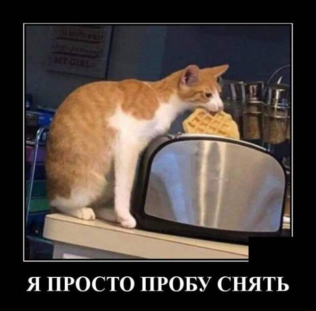 Демотиватор про кота