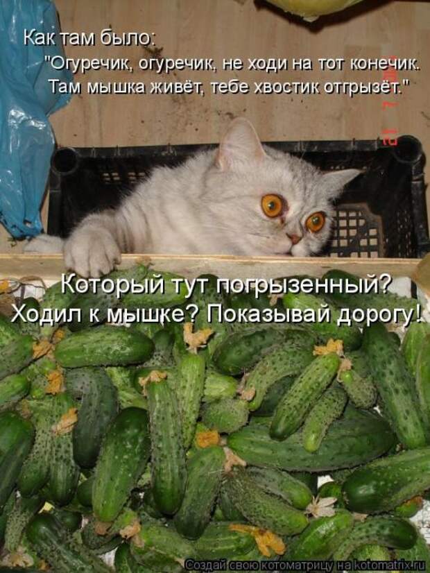 Лучшие котоматрицы недели (50 фото)