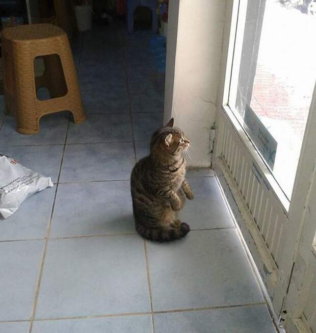 животные