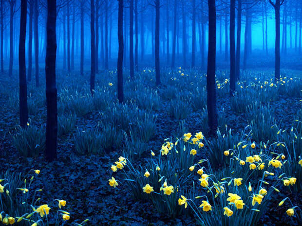 Шварцвальд (Черный лес), Германия красивые места, красота, невероятные места, фото