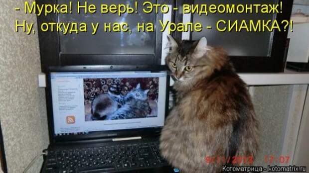 Свежая котоматрица на Бугаге (37 фото)