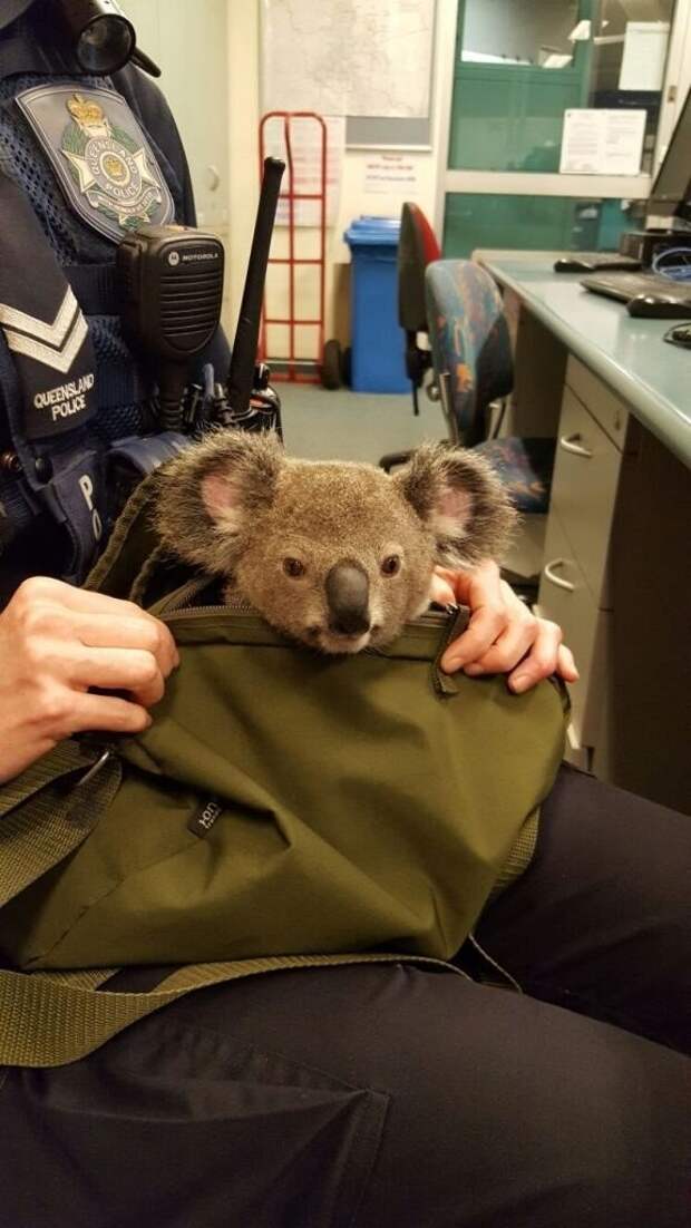 У коалы есть сумка