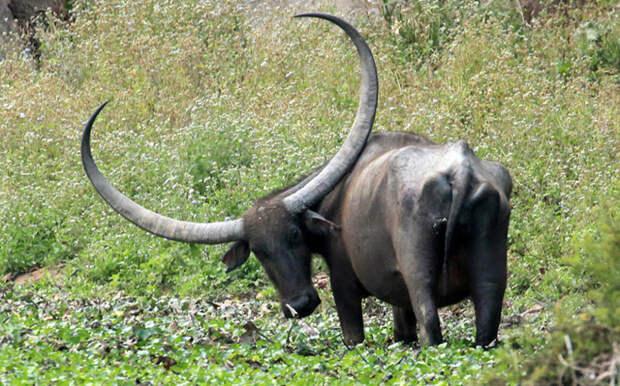 Индийский буйвол интересное, красота, природа, рога, флора