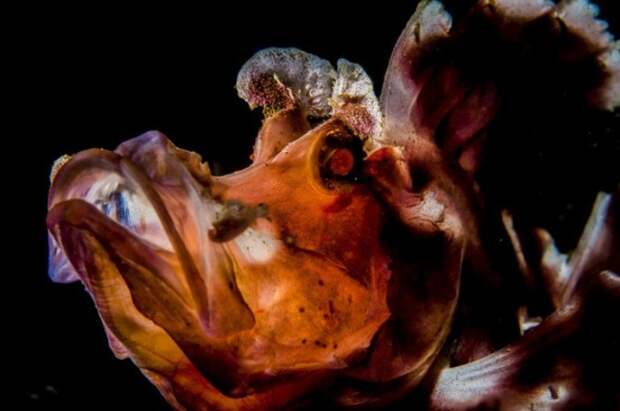 Ринопиас — рыба семейства скорпеновых. Автор: Susannah H. Snowden-Smith.
