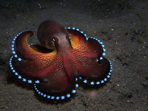 Кокосовый осьминог светится на дне Тихого океана. животные, фото, это интересно