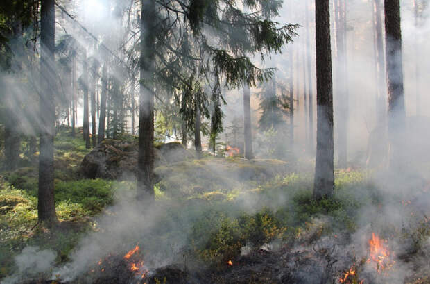 В Горячем ключе возник пожар на 1,2 гектарах лесничества