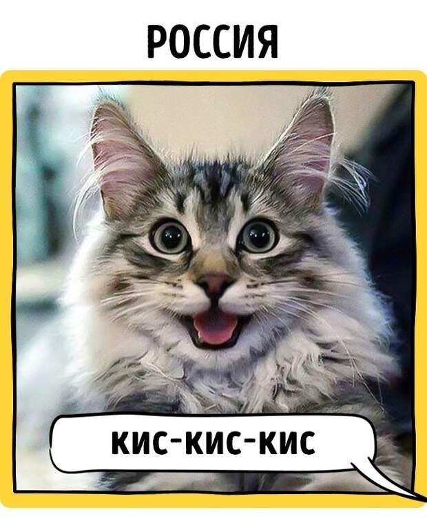 Как в разных странах подзывают кошек животные, коты, прикол