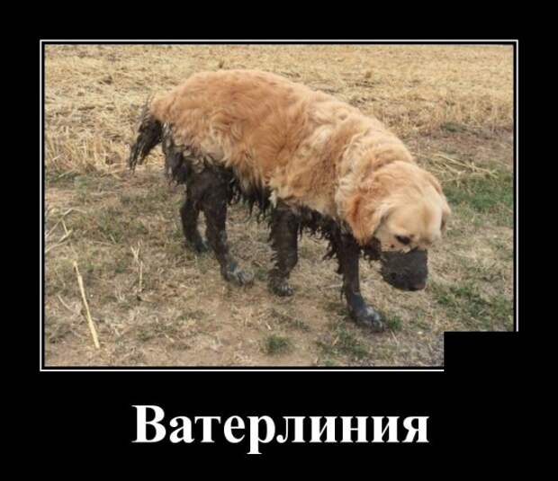 Демотиваторы (30 фото)