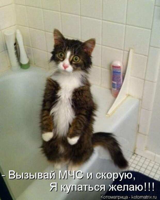 Котоматрицы (картинки с надписями)