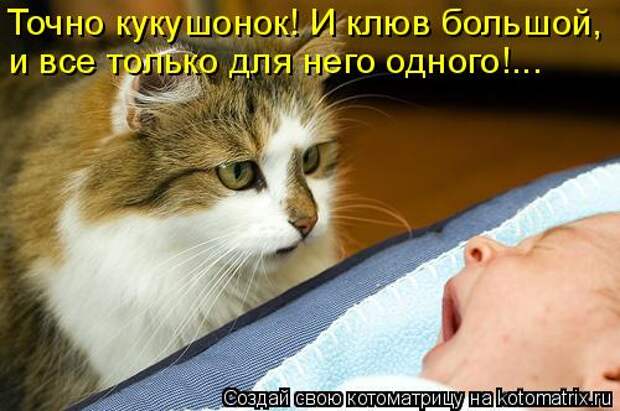 Котоматрица - Точно кукушонок! И клюв большой, и все только для него одного!...