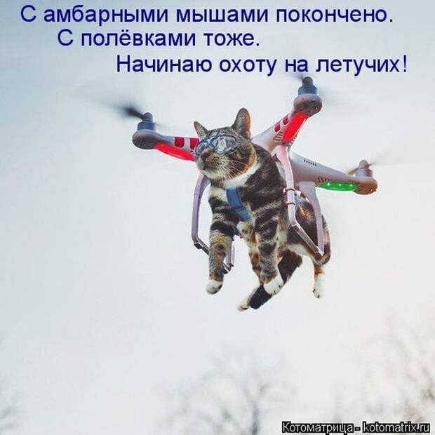 Лучшие котоматрицы недели (50 фото)