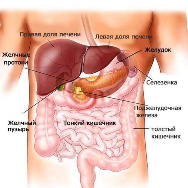 Можно пить во время еды,запивать еду водой?