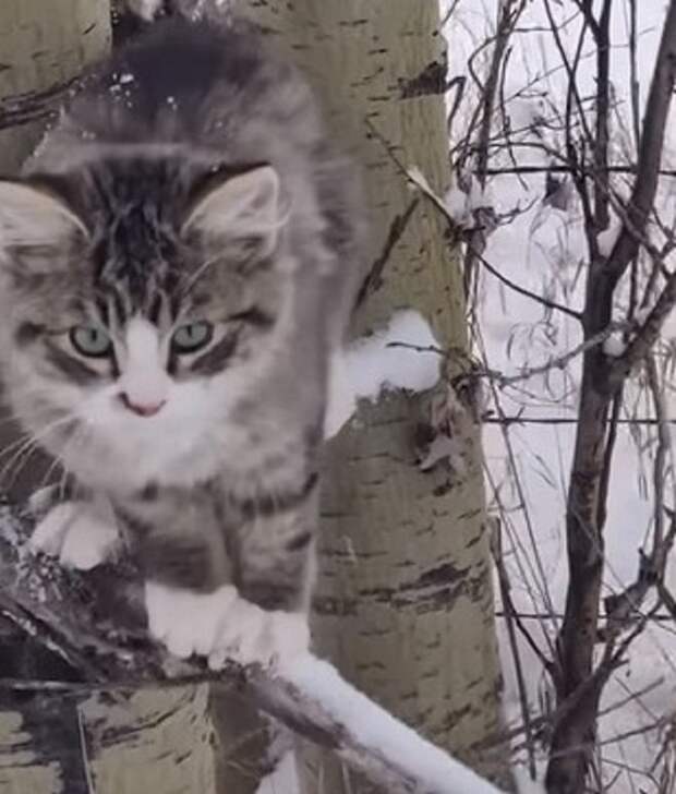 Котенок зимой Котенок на улице