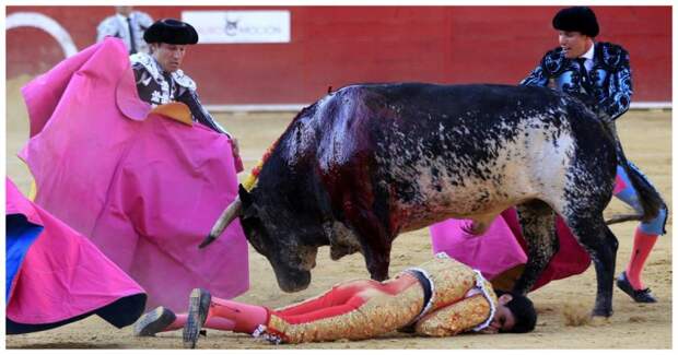 В Испании впервые за 31 год бык убил матадора бык, видео, испания, коррида, смерть