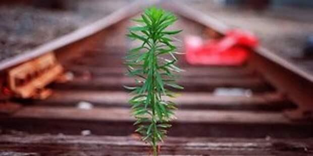 Воплощение добра