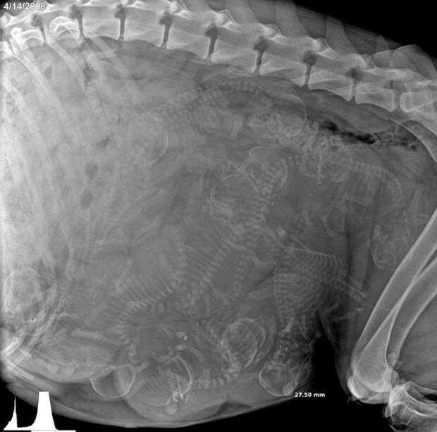 Беременная собака беременность, животные, рентген