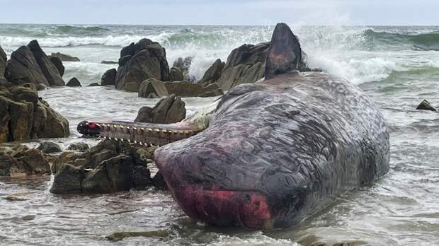 Загадочная смерть 14 кашалотов в Австралии озадачила ученых