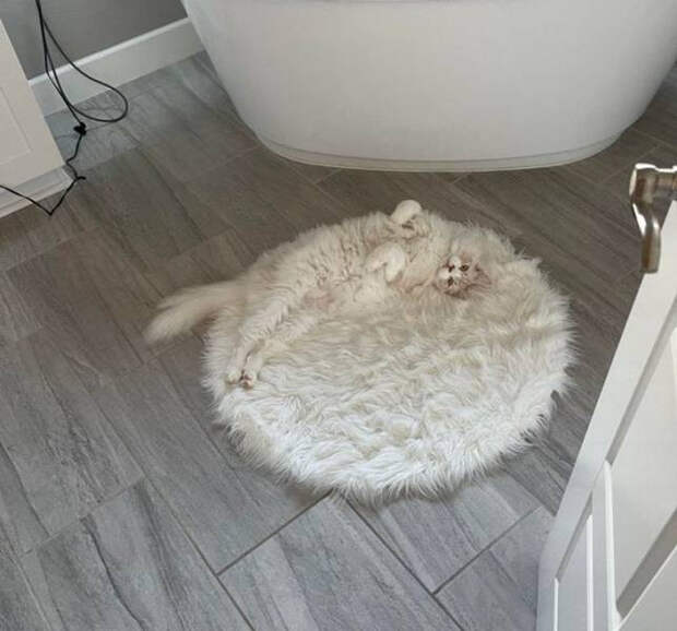 Домашние животные, которые могут легко скрыться от хозяев