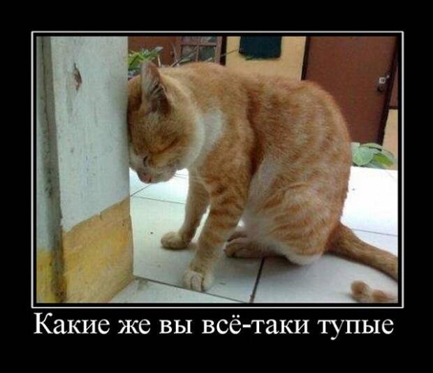 Демотиваторы - 993 Демотиваторы - 993