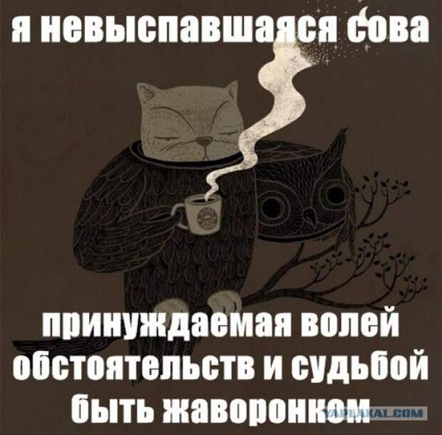 И так каждое утро...