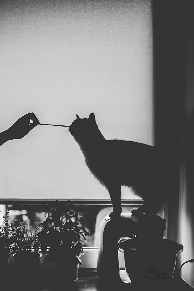 Кошачий мир Monika Małek