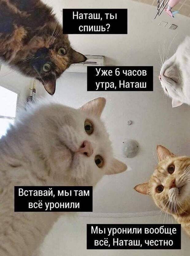«Наташ, вставай, мы всё уронили»: откуда взялись мемы про Наташу и котов, которые теперь буквально везде