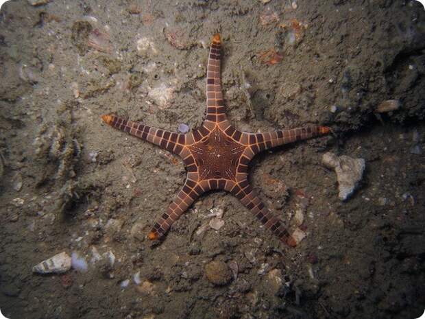 Сдвоенная морская звезда (лат. Iconaster longimanus)