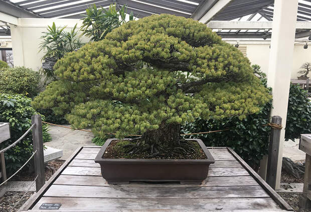391-летнее дерево бонсай было посажено в 1625 году, пережило Хиросиму и растет дальше