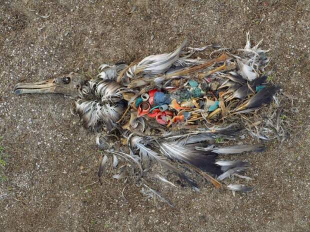 22 жутчайших фото-факта о том, как мусор убивает нашу планету
